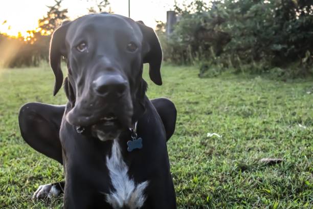 istock Portrait of a beautiful black Great Dane dog 1170015938