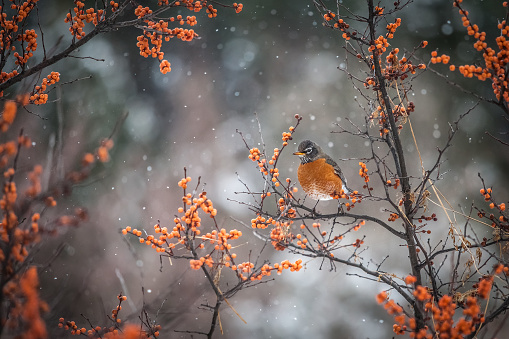 Beautiful winter scenery with European Robin bird sitting on the stump within a heavy snowfall