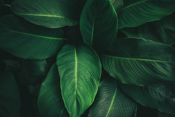 istock Large foliage of tropical leaf 1170017670