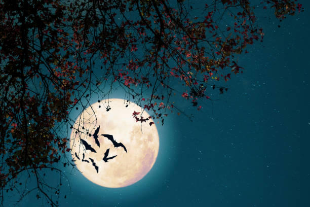 istock Halloween and Thanksgiving in night skies background concept. 1170017680