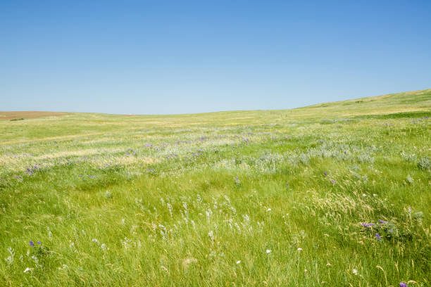 무성한 잔디와 푸른 하늘녹색 잔디 몬타나 프레리 - landscape montana wildflower flower 뉴스 사진 이미지