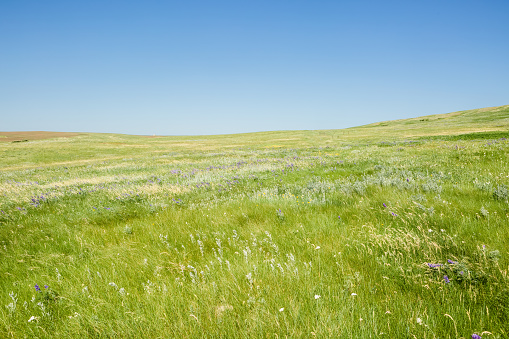 Beautiful meadow field with fresh grass and yellow flowers in nature against a blue sky with clouds. Summer, spring ideal natural landscape.