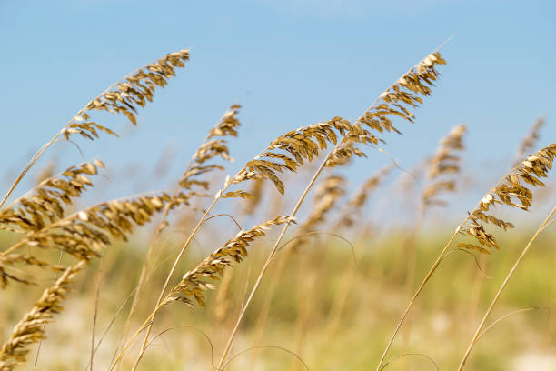 avena di mare ed erba lungo la cima delle dune - sand beach sand dune sea oat grass foto e immagini stock