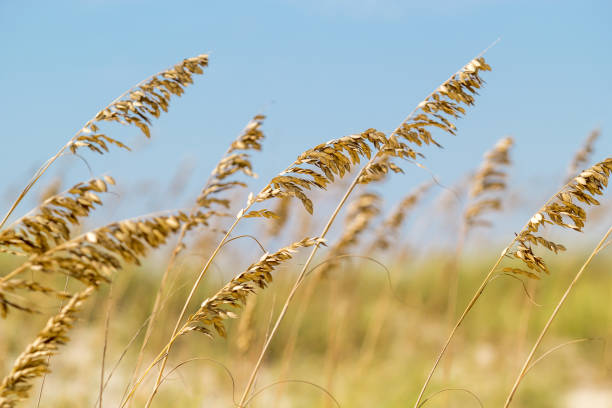 sea oats and grass along the top of the dunes - sand sea oat grass beach sand dune imagens e fotografias de stock