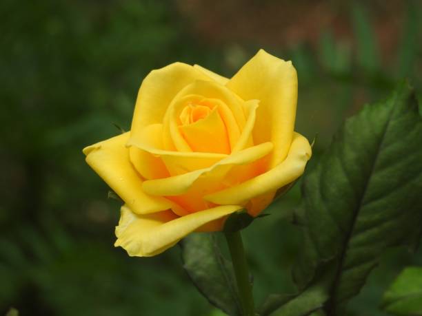 istock The beautiful flowers 1170022087