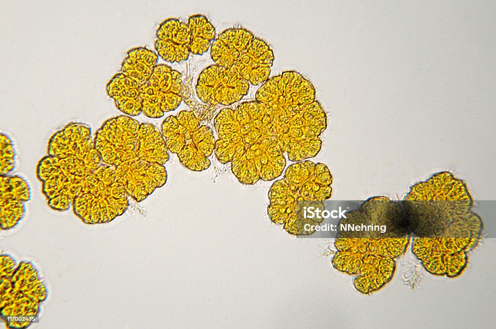 Водоросли, Botryococcus видов-исследовательская микрофотография - Стоковые фото Растительная клетка роялти-фри