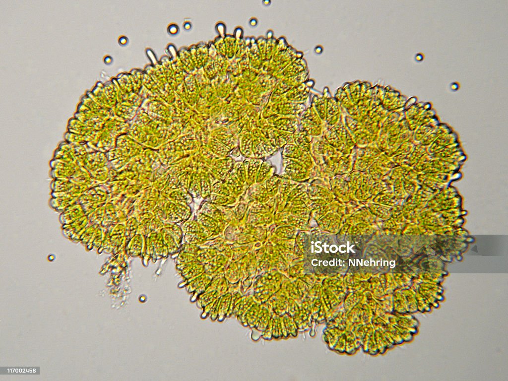 Alga verde, Botryococcus especies, micrografía - Foto de stock de Alga Verde libre de derechos