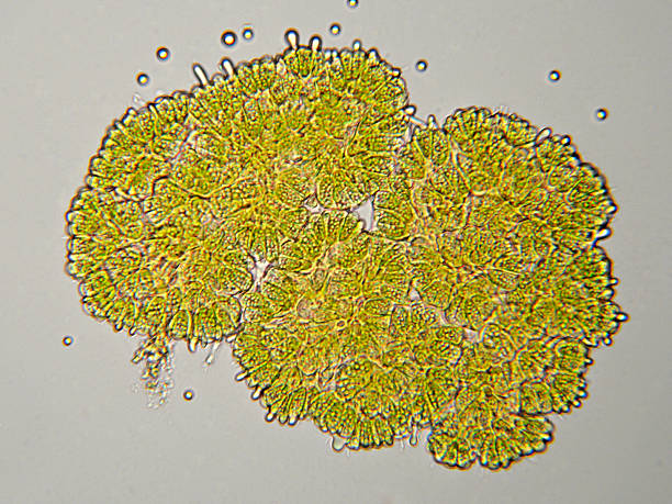 녹색말, botryococcus 종, 현미경 - algae oil green algae high scale magnification 뉴스 사진 이미지