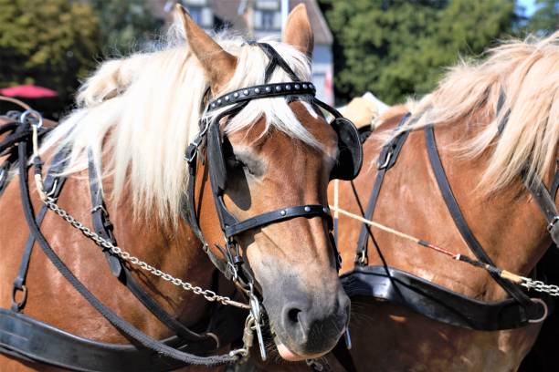 istock portrait of horse 1170026773