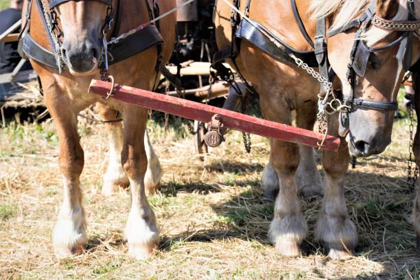 istock portrait of horse 1170026786