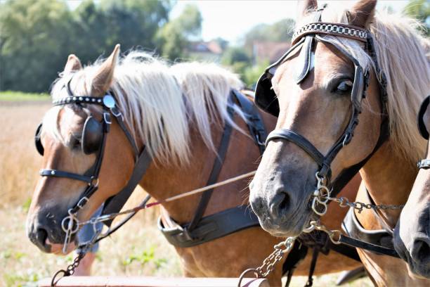 istock portrait of horse 1170026789
