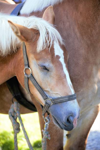 istock portrait of a horse 1170027513