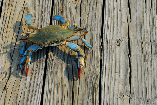 Crab on the sea shore heats on the sun. Crab on land. Marine resident crabs on the sea coast