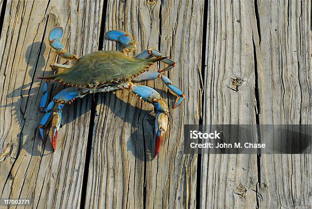Maryland Blue Crab Stock Photo - Download Image Now - Blue Crab, Crab - Seafood, Maryland - US State