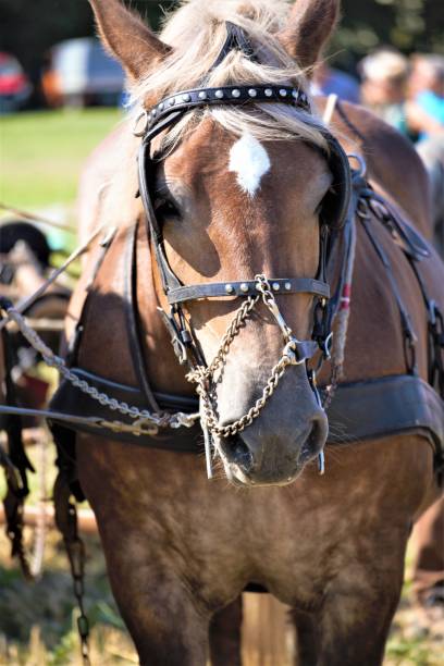 istock horse and carriage 1170028965