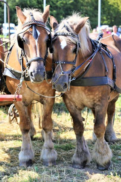 istock horse and carriage 1170028966