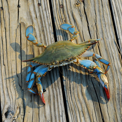 A freshly caught Maryland Blue Crab walks along a pier near Solomon's Island, Maryland, by the Chesapeake Bay.  This female crab is distinguished by her red-tipped claws and an inverted V- or U-shape on her underbelly.