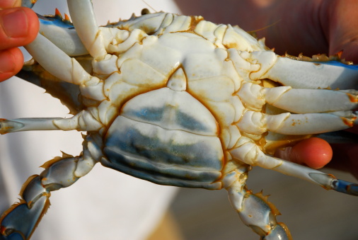 Close-up of the underbelly of a Maryland Blue Crab caught in Chesapeake Bay near Solomon's Island.  The female blue crab is distinguishable by her red-tipped claws and the unique inverted U or V-shape on the underbelly as seen in this image.