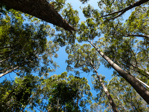 A low perspective looking up point of view in the forest, with vivid blue sky through the green canopy of tall old trees and tree trunks converging overhead