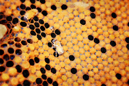 This is my Photographic Image of a Honeycomb from the Beehive in a Watercolour Effect. Because sometimes you might want a more illustrative image for an organic look.