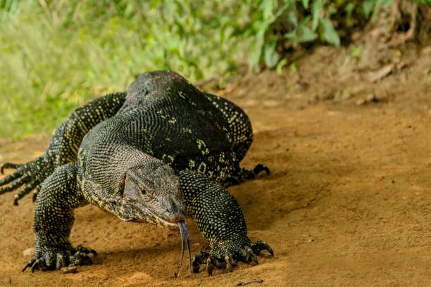 istock Water monitor 1170034640