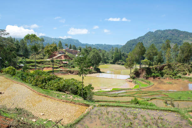 istock Green and brown rice terrace fields in Tana Toraja 1170034707