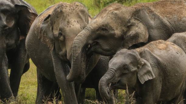 istock Wild Elephants family 1170034710