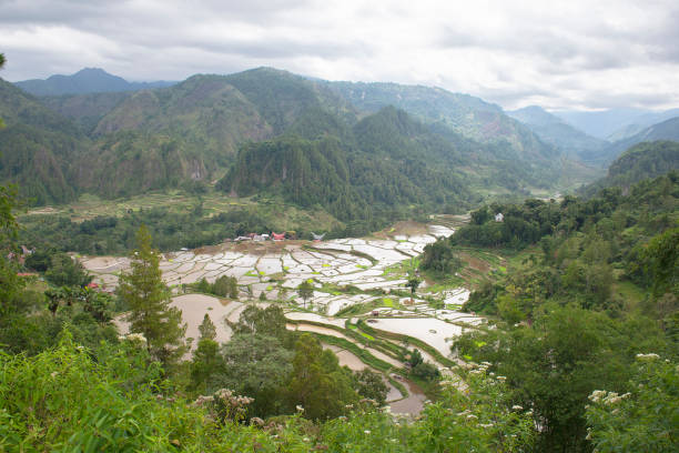 istock Green and brown rice terrace fields in Tana Toraja 1170034711
