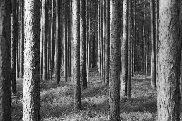 istock Landscape in the coniferous forest. 1170034757