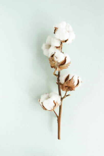 Cotton Flowers Branch On Blue Background Top View Poster Pastel Colors  Background Stock Photo - Download Image Now - iStock