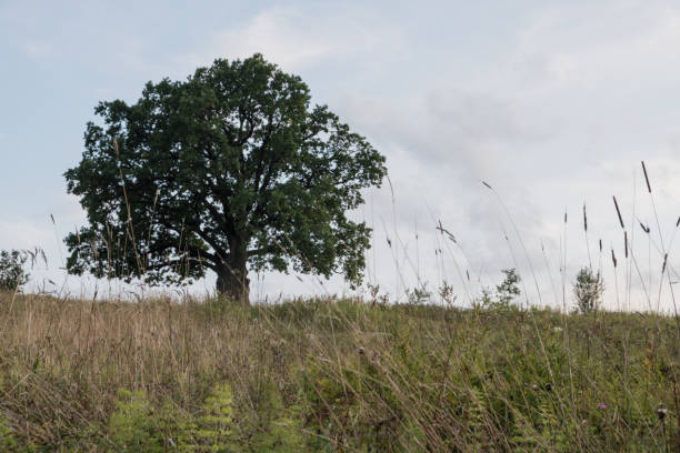 istock English oak, or summer oak 1170035748