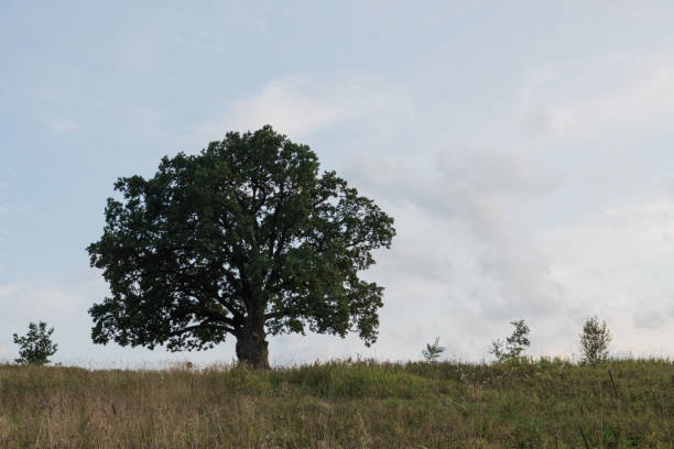istock English oak, or summer oak 1170035856
