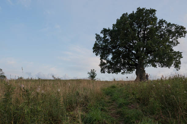 istock English oak, or summer oak 1170035863