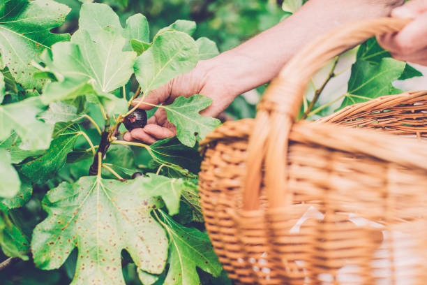 istock Senior Man Picking Ripe Figs, Close-Up 1170035946