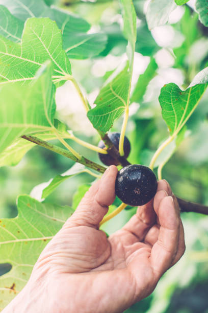 istock Senior Man Picking Ripe Figs, Close-Up 1170035956