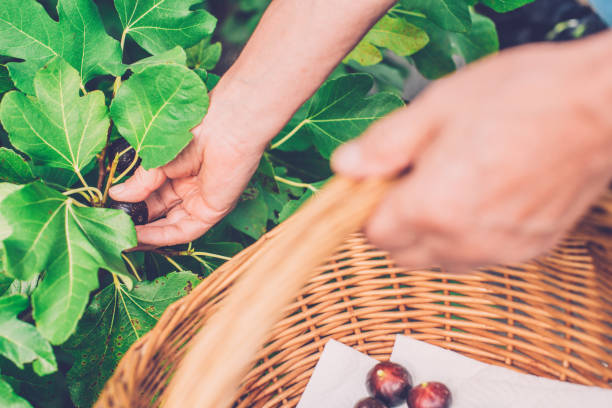istock Senior Man Picking Ripe Figs, Close-Up 1170035959