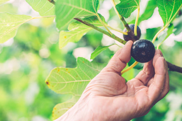 istock Senior Man Picking Ripe Figs, Close-Up 1170035963