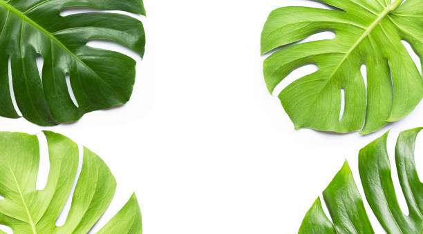 istock Monstera plant leaves on white 1170036678