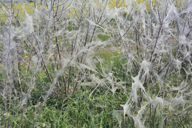 ermine moth (yponomeutidae) infestation on a Bush,Rhineland,Germany