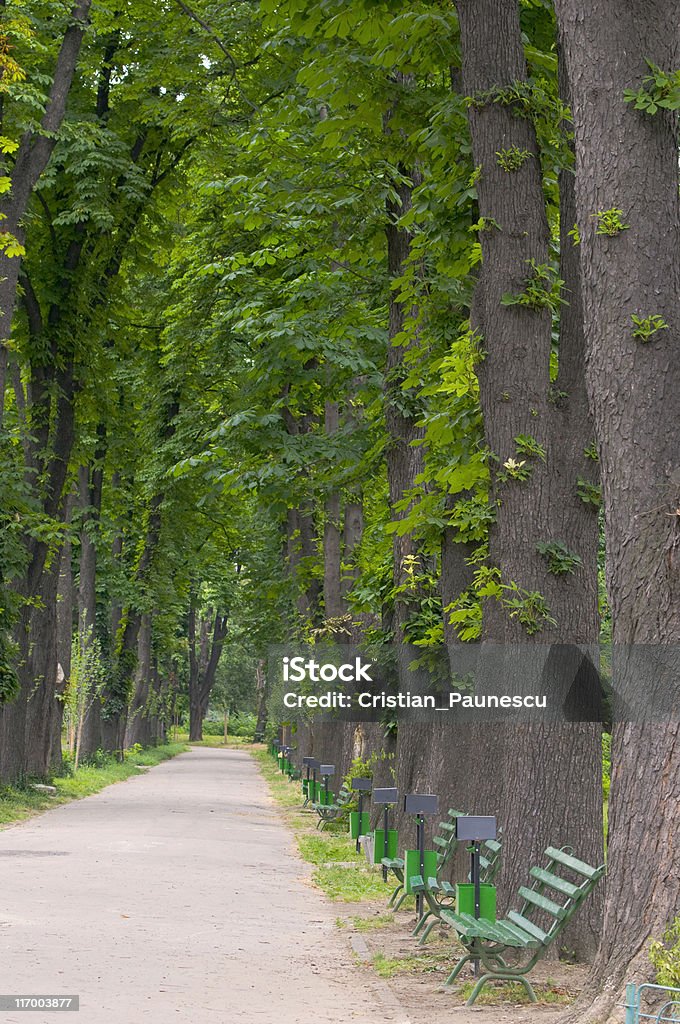 Park Benches and trees in a park Bench Stock Photo