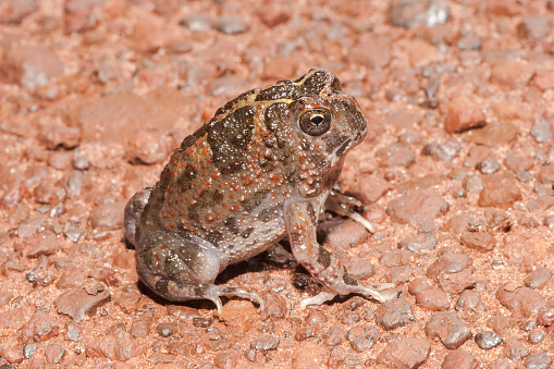 Northern Spadefoot Toad