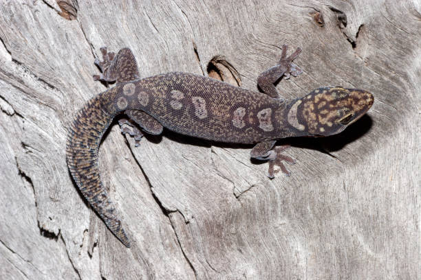 istock Ocellated Velvet Gecko 1170038912