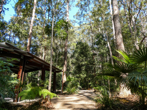 lush tropical green foliage in the forest at the maroochydore botanic gardens, sunshine coast, queensland - rainforest fern beauty running imagens e fotografias de stock