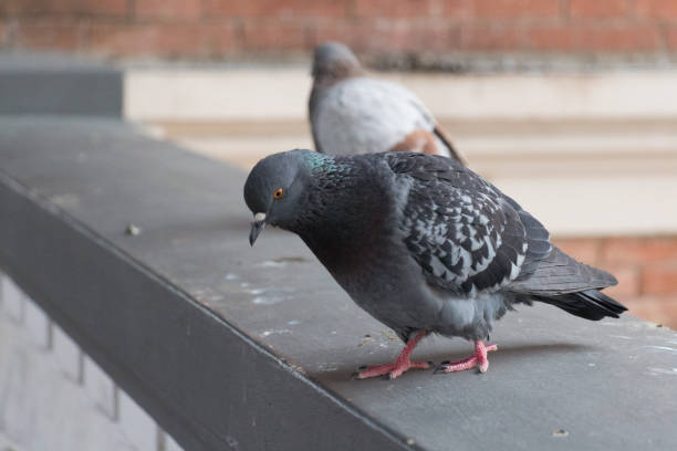 istock Close up view of a pigeon on a concrete beam. 1170038919