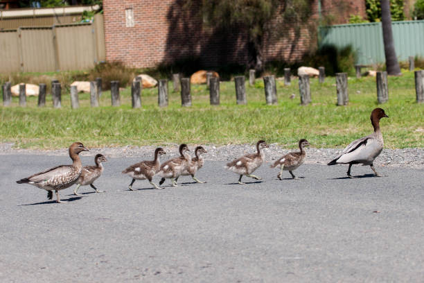 istock Australian Wood Duck 1170039747