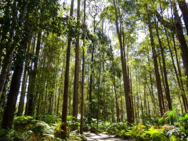 Natural beauty in the Maroochy bushland reserve, with walking tracks among the tall trees and lush green leaves. Sunlight creates long shadows and natural light patterns for idyllic nature and environment backgrounds and scenes.