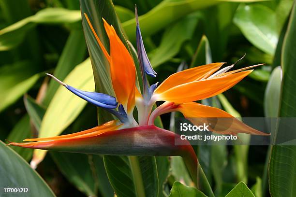 Bird Of Paradise In Oahu Stock Photo - Download Image Now - Bird of Paradise - Plant, Flower, Heaven