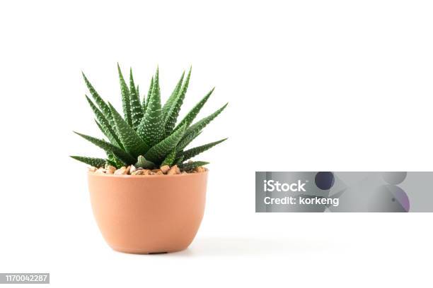 Small Cactus In Pot Isolated On White Background Stock Photo - Download Image Now - Plant, Succulent Plant, Desk