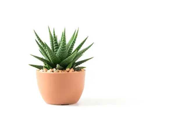 Small plant green leaves in brown pot succulents or cactus isolated on white background by front view or side view