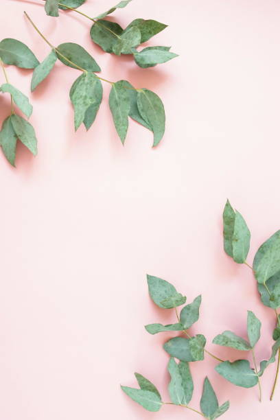 istock green eucalyptus leaves , branches, herbs, plants frame border on pale pink  background top view. copy space. flat lay. poster 1170043088